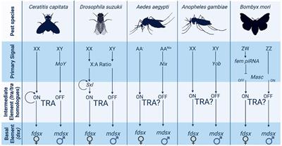 Manipulating Insect Sex Determination Pathways for Genetic Pest Management: Opportunities and Challenges